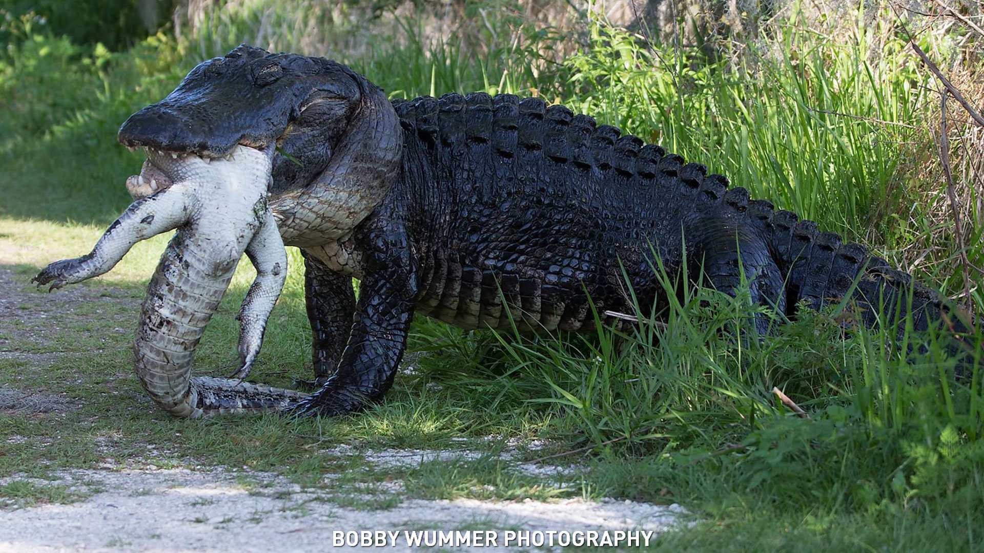 Gator Eats Another Gator In Florida | ABC10.com